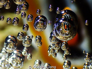 Nudibrach images inside bubbles. by Kiyoung Jang 